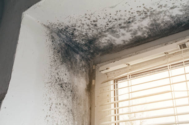 Mold Removal service in Dameron